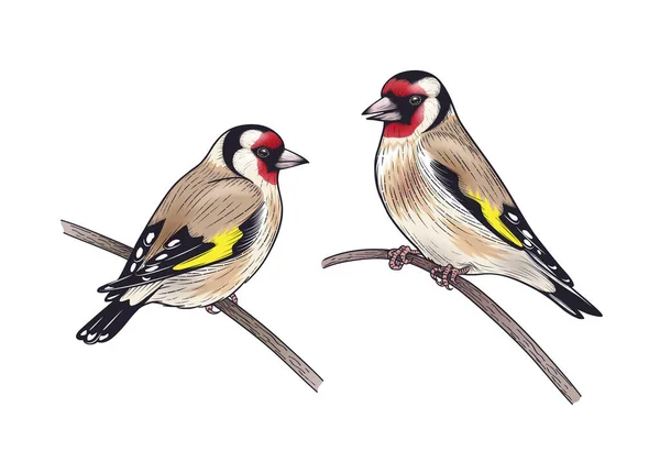 Hand Drawn Goldfinches Bright Plumage Isolated White Background Couple Colorful — Stock Vector