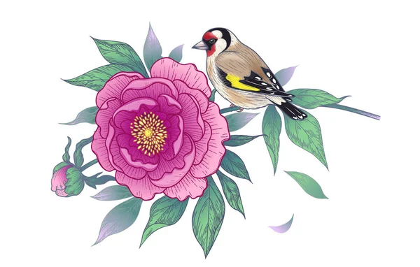 手绘金翅雀坐在牡丹树枝上 白色背景隔离 向量典雅的花卉组成与鸟类和粉红花朵的老式风格 纹身设计 — 图库矢量图片