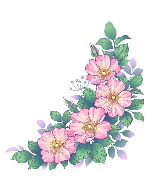 Beyaz Üzerinde Pembe Çiçekler Yeşil Yapraklarla Çizimi Köpek Gülü Demeti — Stok Vektör