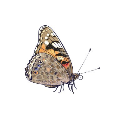 Hand drawn Painted Lady Butterfly isolated on white background. Side view colorful meadow moth.  Decorative element in vintage style, t shirt design, tattoo art. Vector illustration. clipart