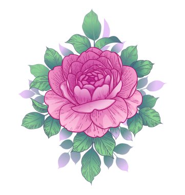 Hand drawn pink rose flower head and leaves isolated on white background. Vector line art elegant floral composition in vintage style, t-shirt, tattoo design. 