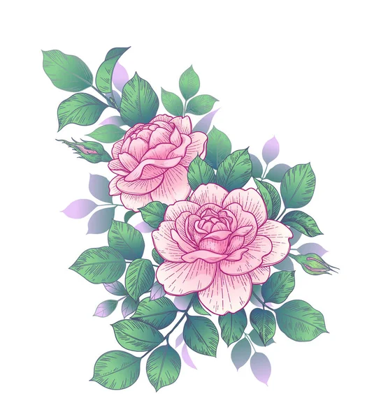 Hand Drawn Pink Rose Flower Buds Leaves Bunch Isolated White — Vetor de Stock