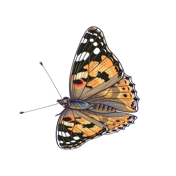 Hand Drawn Sitting Painted Lady Butterfly Isolated White Background Colorful — Stockvector