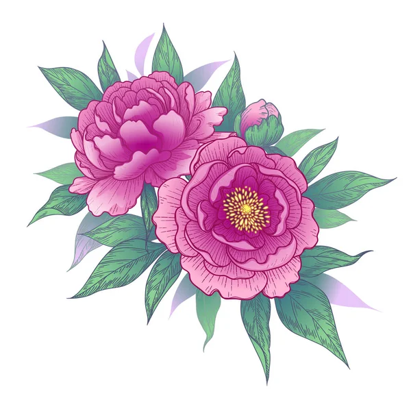 Flores Peonía Rosa Dibujadas Mano Racimo Hojas Aisladas Blanco Vector — Vector de stock