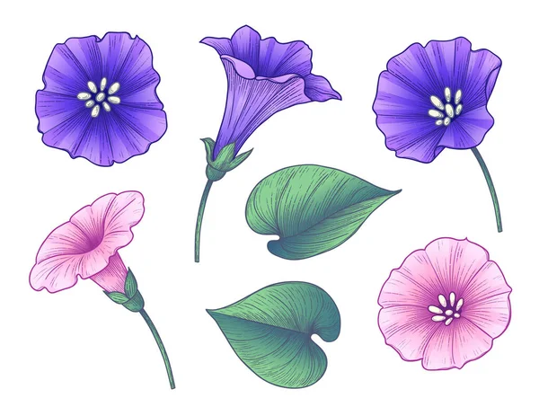 Ručně Kreslené Barevné Bindweed Květiny Listy Izolované Bílém Pozadí Růžové — Stockový vektor