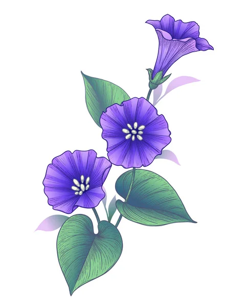 Hand Drawn Violet Bindweed Flower Leaves Isolated White Background Vector — Vettoriale Stock