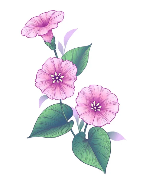 Hand Drawn Pink Bindweed Flower Leaves Isolated White Background Vector — Stock Vector