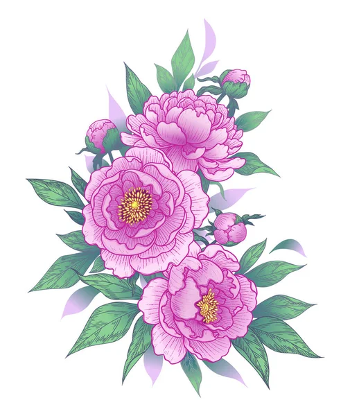 Fiori Peonia Rosa Disegnati Mano Boccioli Foglie Grappolo Isolato Bianco — Vettoriale Stock