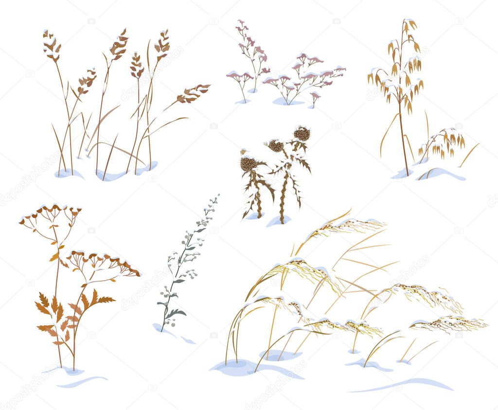 Set of wild herbs and cereals under the snow isolated on white background. Simple dried oats, thistle, sagebrush and grasses vector flat illustration. Winter collection snow covered meadow plants. 