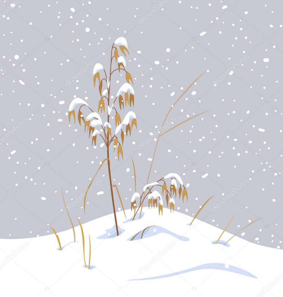 Winter snow covered meadow plants. Wild cereals under the snow on gray background. Winter scenery fragment with simple dried oat in snowfall vector flat illustration. 