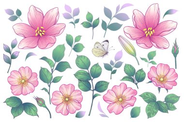 Blooming different flowers heads, buds and leaves isolated on white background. Summer collection with pink dog-roses. Vector floral elements and flying butterfly in vintage style. clipart