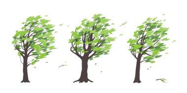 Beyaz arka planda koyu gövdeli ve yeşil yapraklı eski ağaçlar. Rüzgarda yaprak döken ağaç, rüzgarlı hava, fırtına sırasında bitkiler. Düz çizgi film tarzında basit vektör illüstrasyonu.