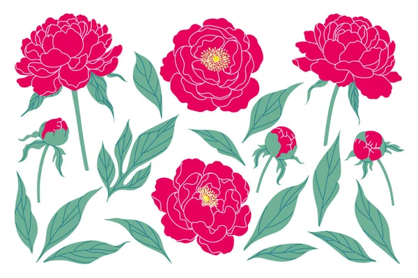 シンプルなピンクの牡丹の花 緑の葉は白い背景に隔離されています 花のコレクション 装飾的な花のデザイン要素のセット カラフルな植物ベクトルフラットイラスト — ストックベクタ