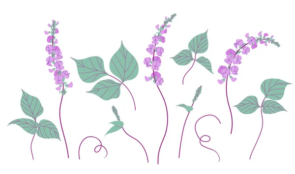 Flores Dolichos Simples Folhas Verdes Isoladas Fundo Branco Floração Roxo —  Vetores de Stock