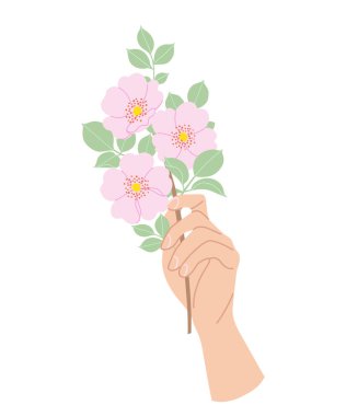Çiçek açan köpek gülünün narin dalını tutan dişi el. Beyaz arka planda narin pembe çiçekleri olan basit bir kadın eli. Romantik çiçek tasarımı elementi. Vektör düz resimleme.