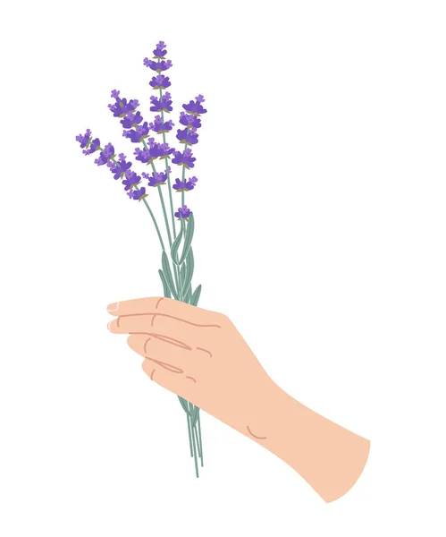 Kvinnlig Hand Håller Blommande Lavendel Gäng Enkel Kvinna Hand Med — Stock vektor