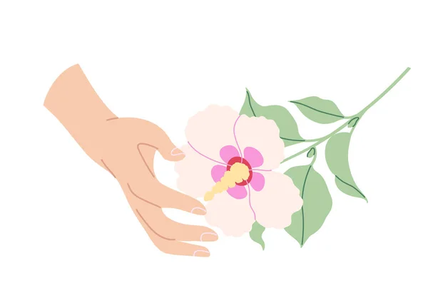 Mano Femenina Toca Flor Rosa Hibisco Mujer Sencilla Mano Con — Archivo Imágenes Vectoriales