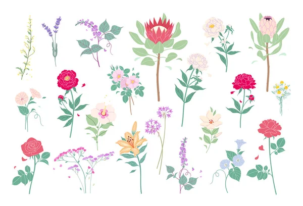一组野草和花园的花朵在白色的背景上隔离开来 简单的花开在平坦的卡通风格 装饰花卉设计元素的收集 矢量植物学说明 — 图库矢量图片