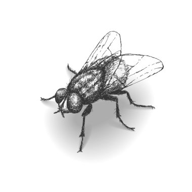 Sketch fly clipart