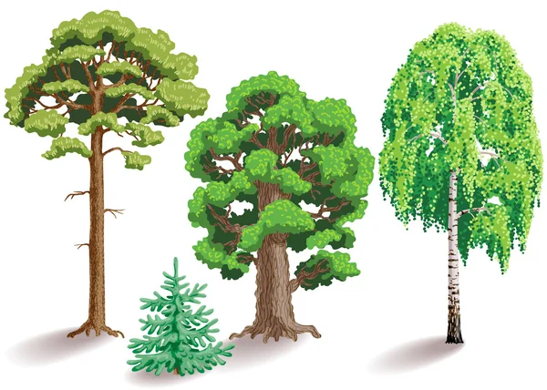 Types of trees — Stock Illustration Types of trees Stock Illustration