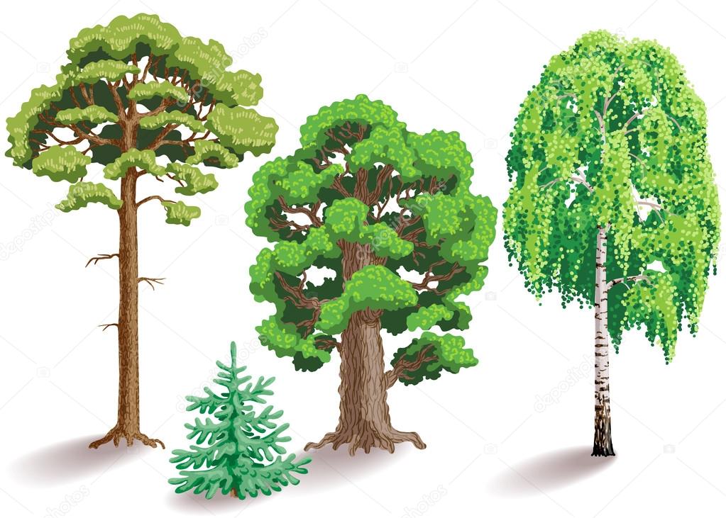 Types of trees