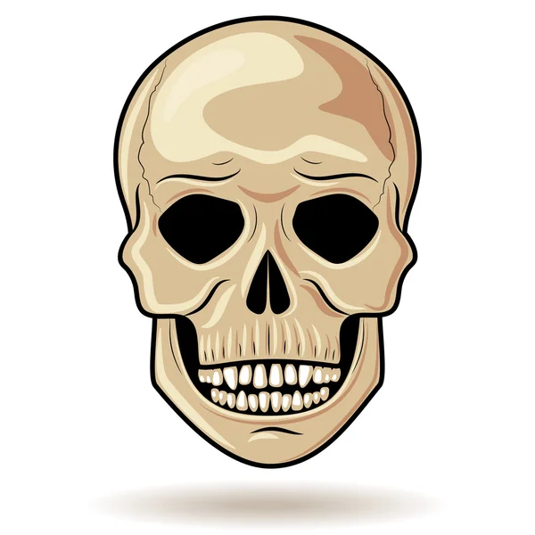 Human skull — Stock Vector