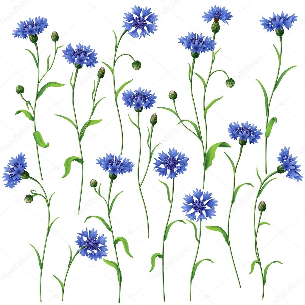 Blue cornflowers set