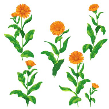 Calendula çiçek kümesi