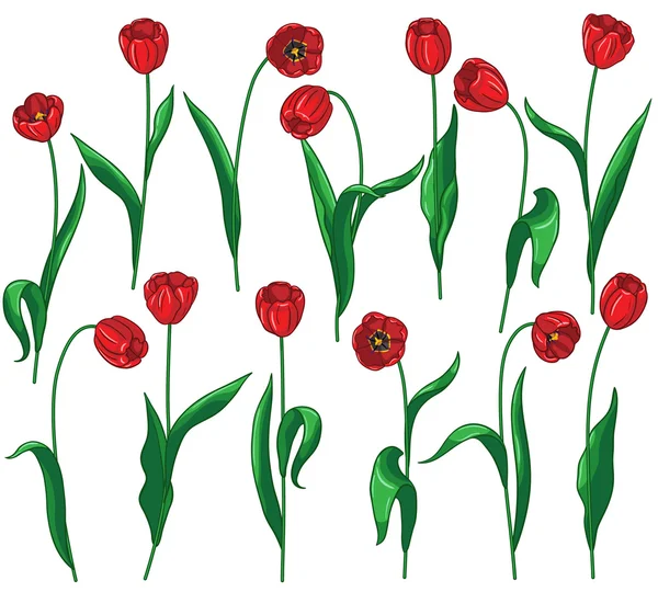 Conjunto de tulipas vermelhas — Vetor de Stock