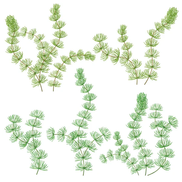 Hornwort set — Stock Vector