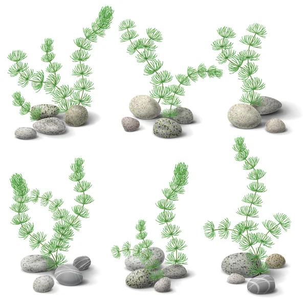 Hornwort y guijarros — Vector de stock