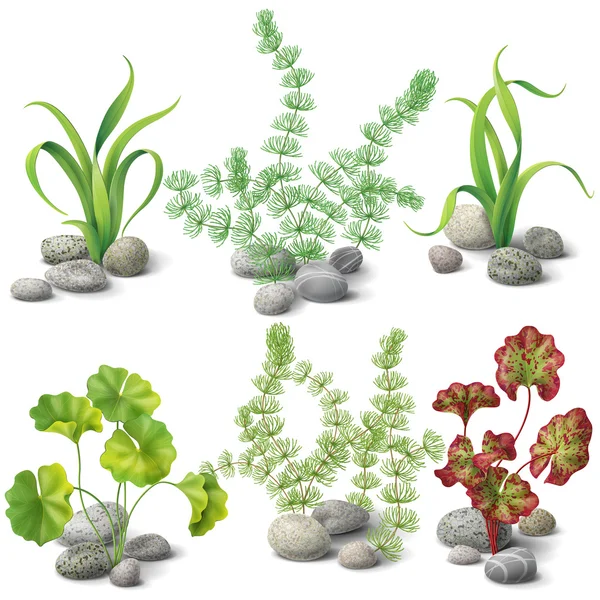 Différents types d'ensemble d'algues — Image vectorielle