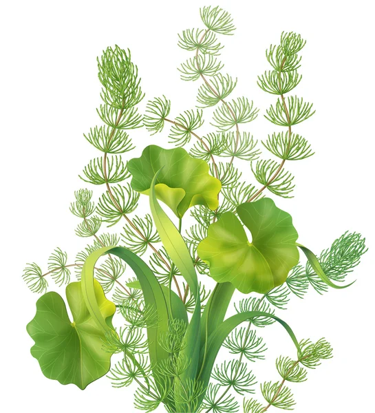 Bouquet de plantes aquatiques — Image vectorielle