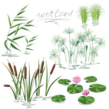 Wetland Plants Set clipart