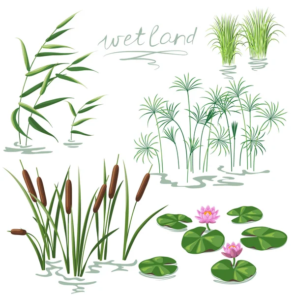 Wetland Plants Set — Stock Vector