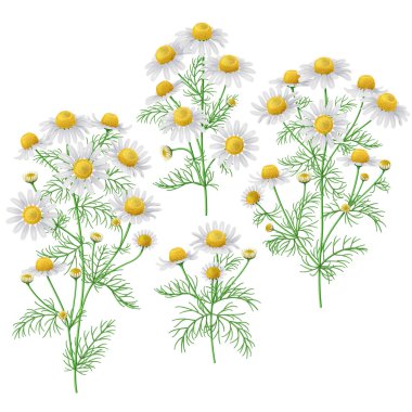 Wild chamomile bunches set. clipart