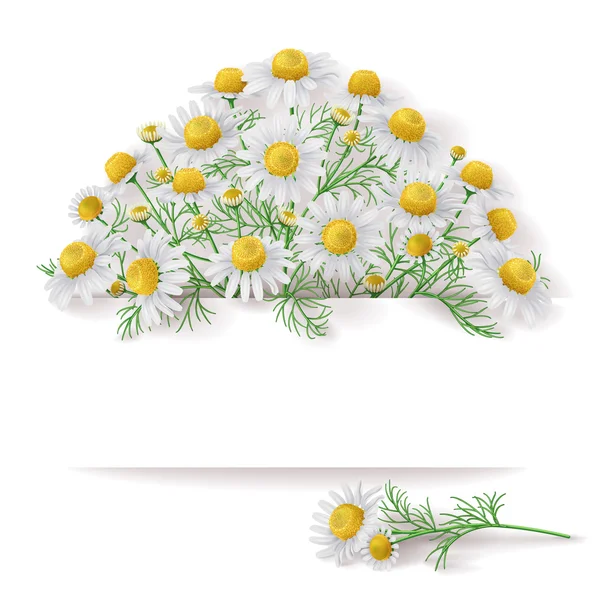 Banner with Wild Chamomile Bunch. — Stock Vector