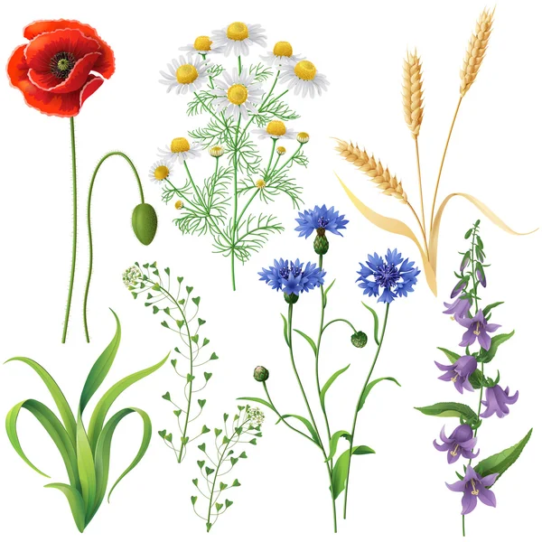 Wildflowers  Set — Stock Vector