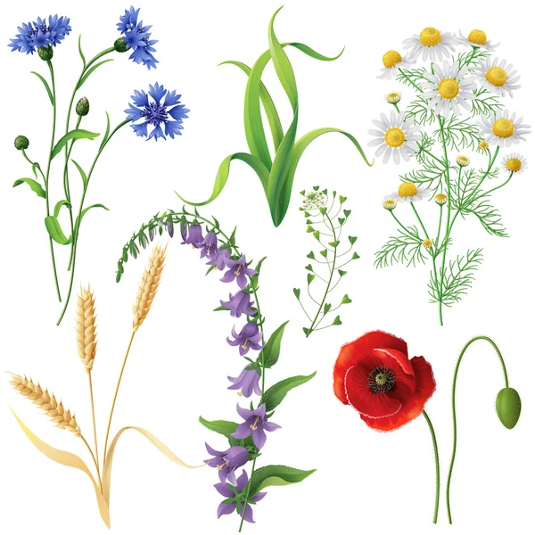 Set de fleurs sauvages — Image vectorielle