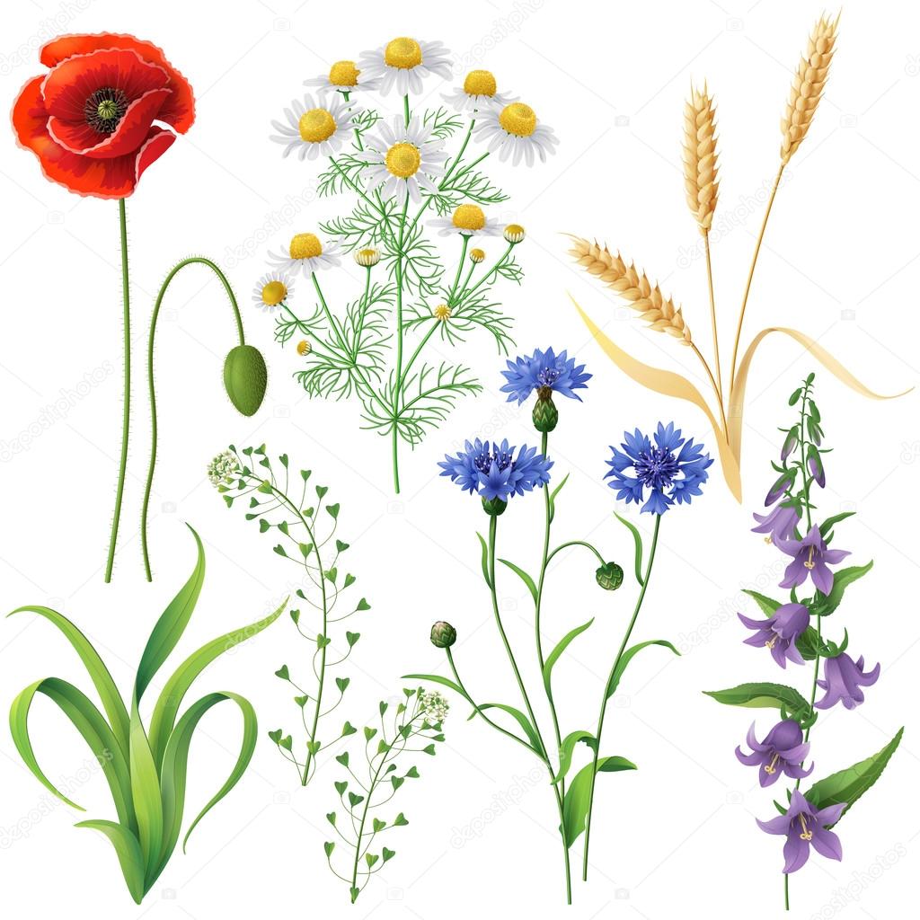 Wildflowers Set Stock Vector Image by ©Valiva 71323291