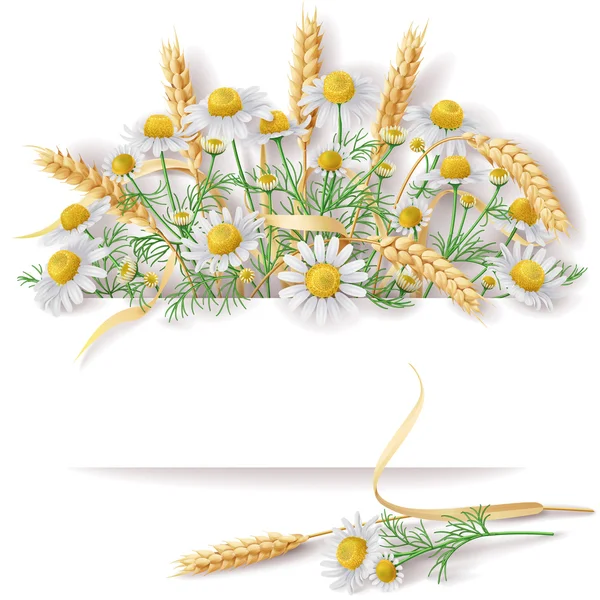 Banner with Wild Chamomile  and Wheat EarsBunch. — Stock Vector