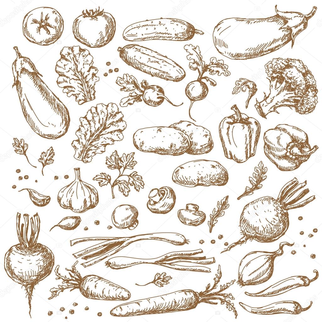 Sketch of Vegetables Set