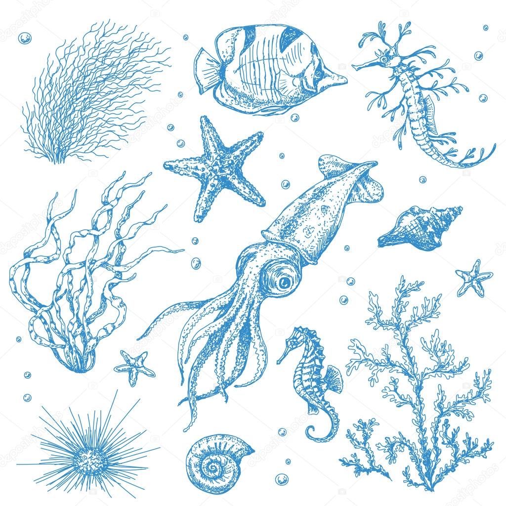 Underwater Plants and Animals Set
