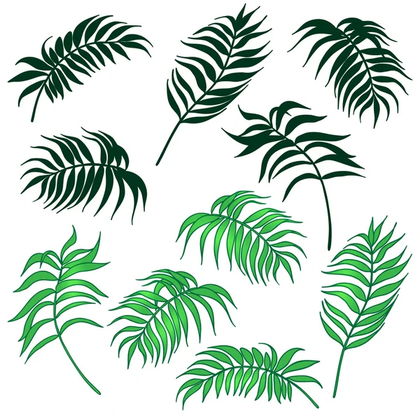 Palmiye yaprakları seti — Stok Vektör