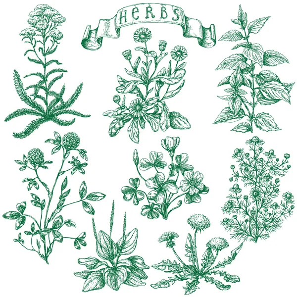 Ensemble d'herbes — Image vectorielle