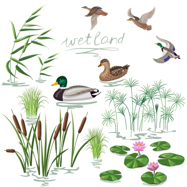 Ensemble de plantes et de canards des zones humides — Image vectorielle