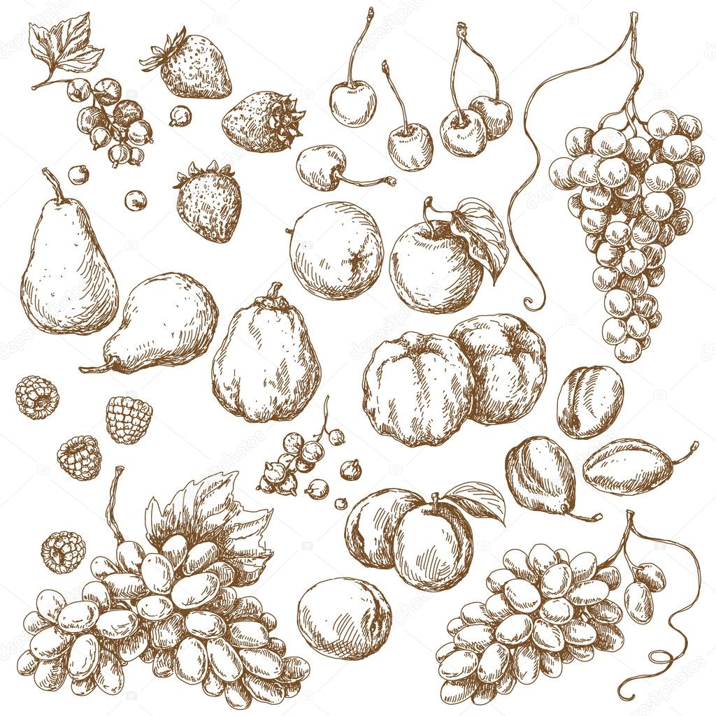 Set of Fruits  Sketch 