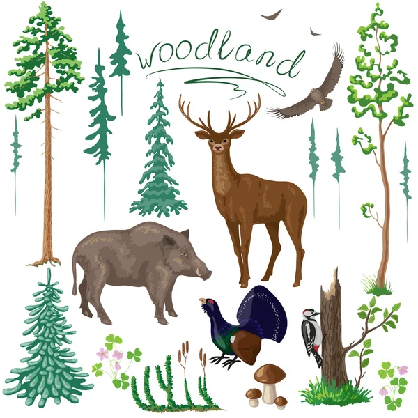 Woodland Plants and Animals Set — Stock Vector