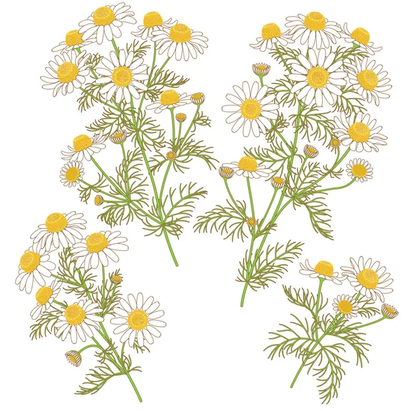 Wild Chamomile Bunches Set. — Stock Vector