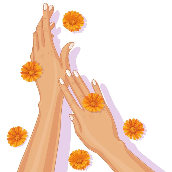 Γυναικεία χέρια και άνθη καλέντουλας — Διανυσματικό Αρχείο